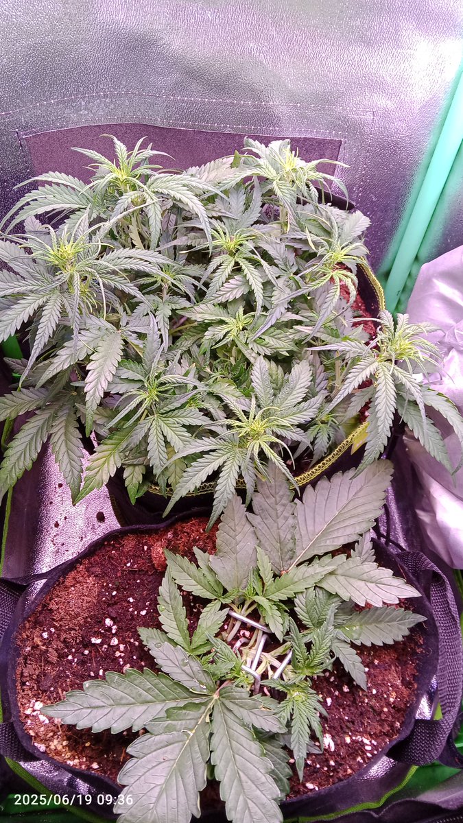 MacCheech (@maccheech1) on Twitter photo So und nun Frau's Zelt :
Tag 23 der Strawberry Gorilla und Tag 13 der Blueberry Auto von <a href="/Fast_Buds_De/">Fast Buds DE</a>
Der Unterschied bzw Abstand zeitlich wird mir zum Ende hin Kopfschmerzen bereiten aber im Moment machen sie ihr Ding trotz der Temps. So und nun Frau's Zelt :
Tag 23 der Strawberry Gorilla und Tag 13 der Blueberry Auto von <a href="/Fast_Buds_De/">Fast Buds DE</a>
Der Unterschied bzw Abstand zeitlich wird mir zum Ende hin Kopfschmerzen bereiten aber im Moment machen sie ihr Ding trotz der Temps.