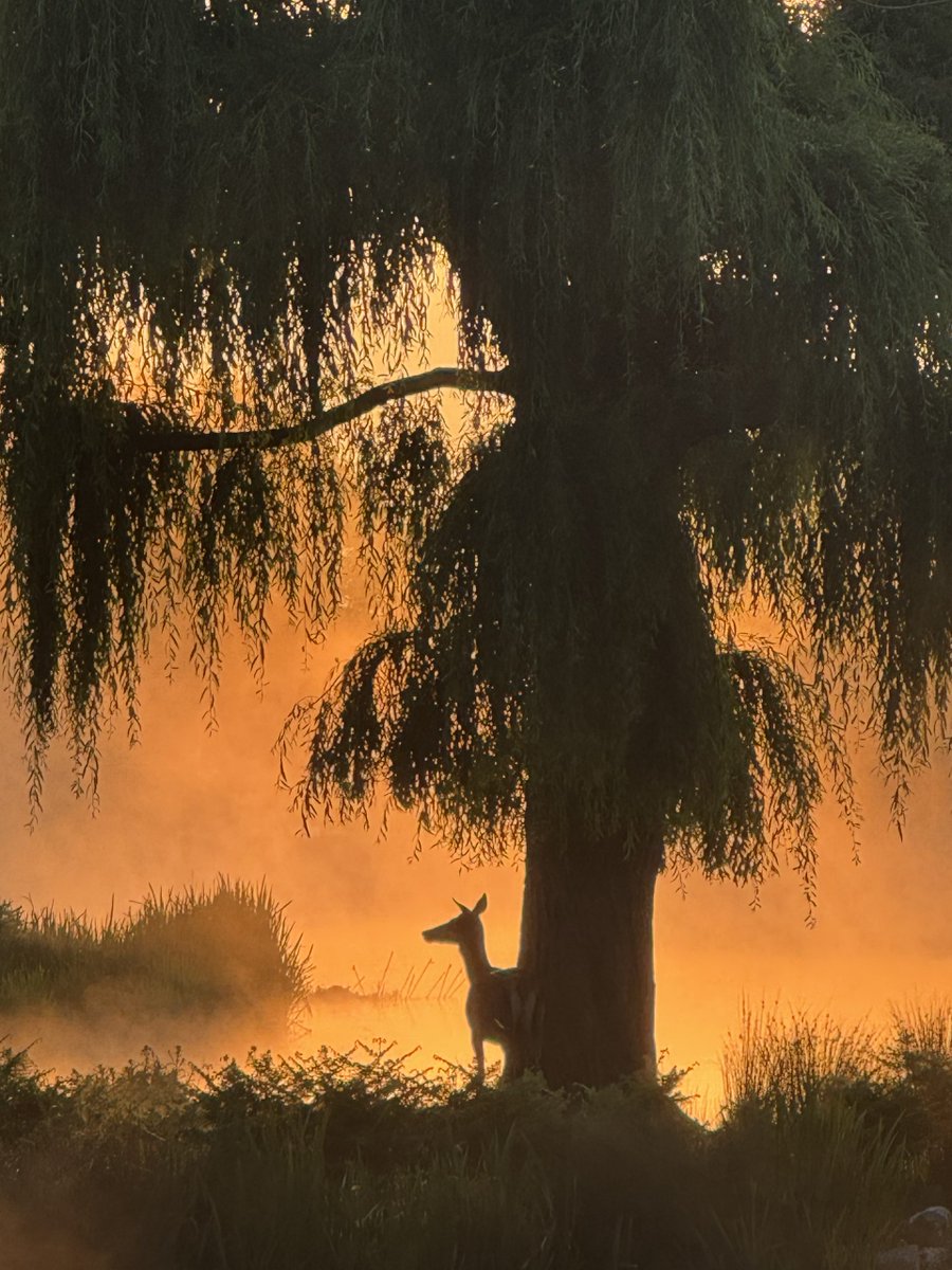 BUSHY PARK’S DAWN DELIGHTS (Photo Special) -  teddingtontown.co.uk/2025/06/19/bus…