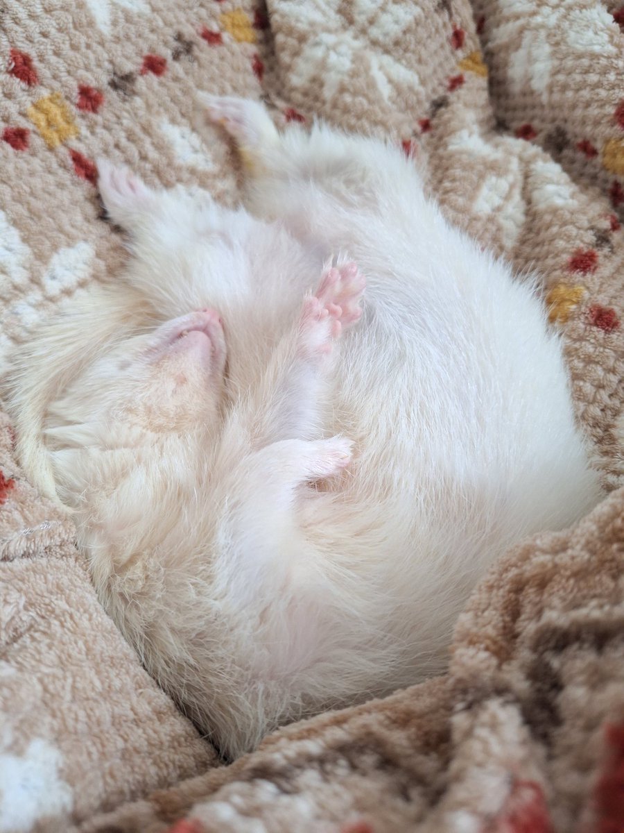 お風呂前のペタペタちゃんと、
お風呂後のふわふわちゃん。
毛割れがなくなってサラサラ～✨