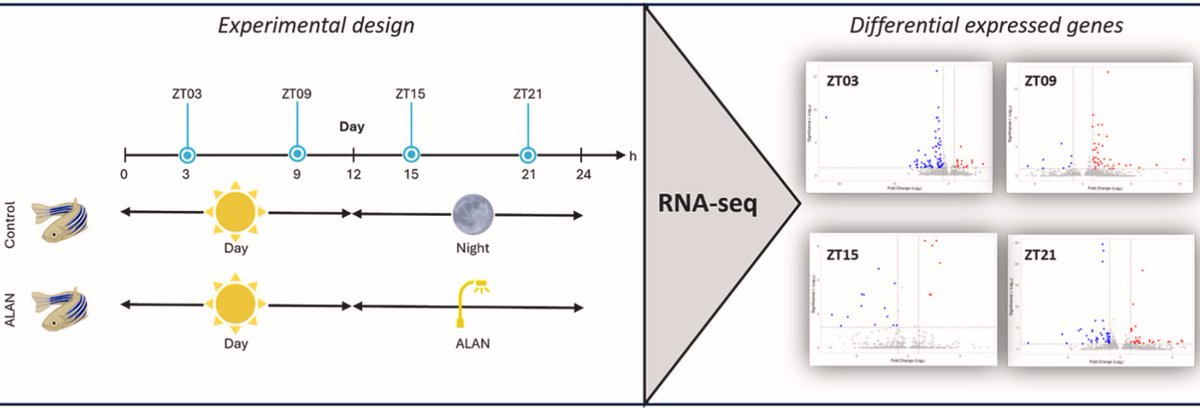 New paper on the effects of light pollution on fish: Transcriptome-wide deregulation of gene expression in zebrafish exposed to artificial light at night

doi.org/10.1016/j.envp…