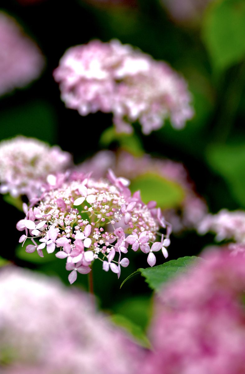 ピンクアナベル🩷
植物園で

 #ピンクアナベル
 #花写真
 #ファインダー越しの私の世界