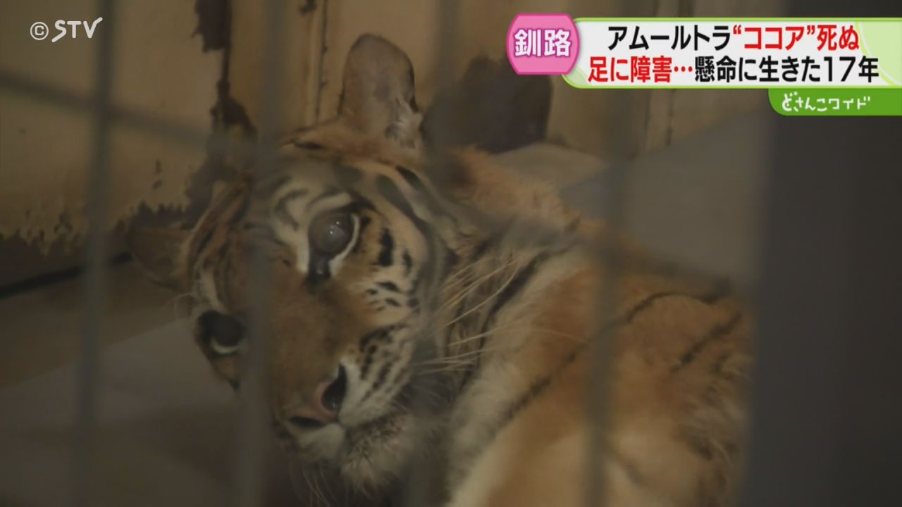 いのちかがやけ!タイガとココア : 障がいをもって生まれた