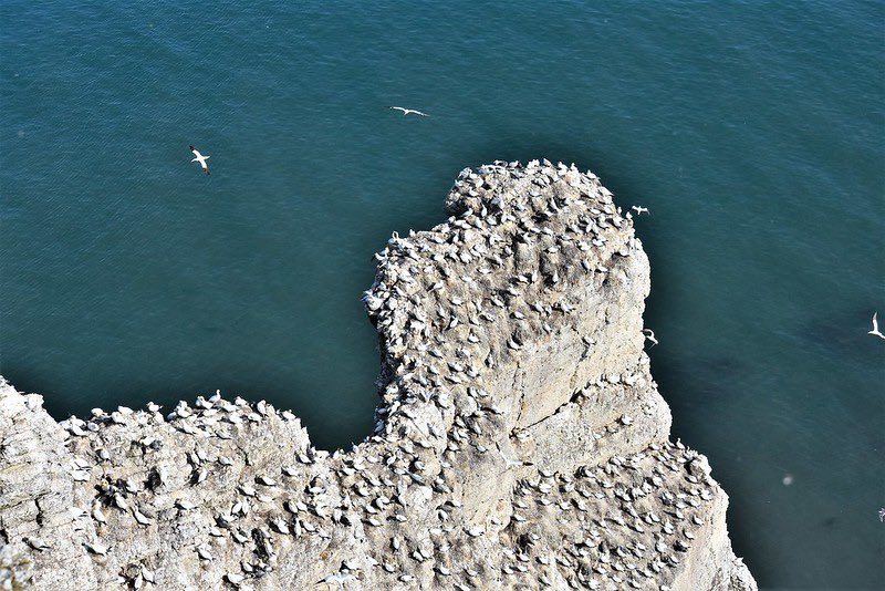 LorraineWillis1's tweet photo. @DailyPicTheme2 #DailyPictureTheme The #Soundsof thousands of Gannets is incredible! https://t.co/Kbmc9mEkih