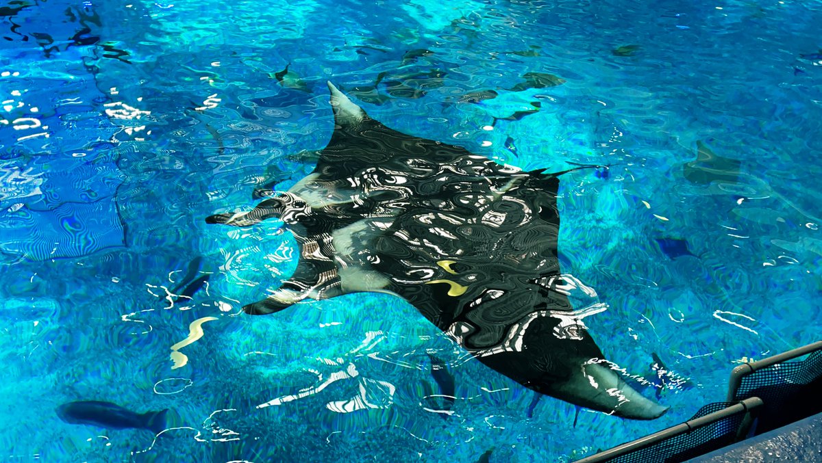 美ら海水族館のバックヤードツアーにも参加してきた！ 魚に餌やりし
