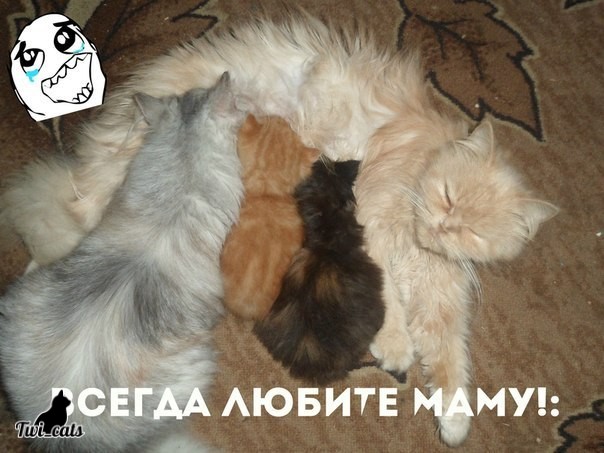 Котэ (@twi_cats) on Twitter photo 