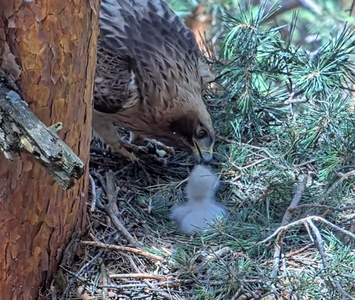 SEO/BirdLife tweet media