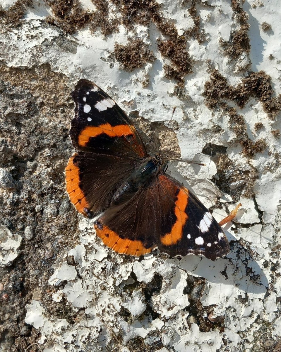 🦋 The red admiral butterfly (dealan-dè in Gaelic – “fire of God”) spotted soaking up the sun at our Rewilding Centre!

Migrating from North Africa each spring, they thrive everywhere from gardens to mountaintops.
#RedAdmiral #Gàidhlig #SummerNatureWatch