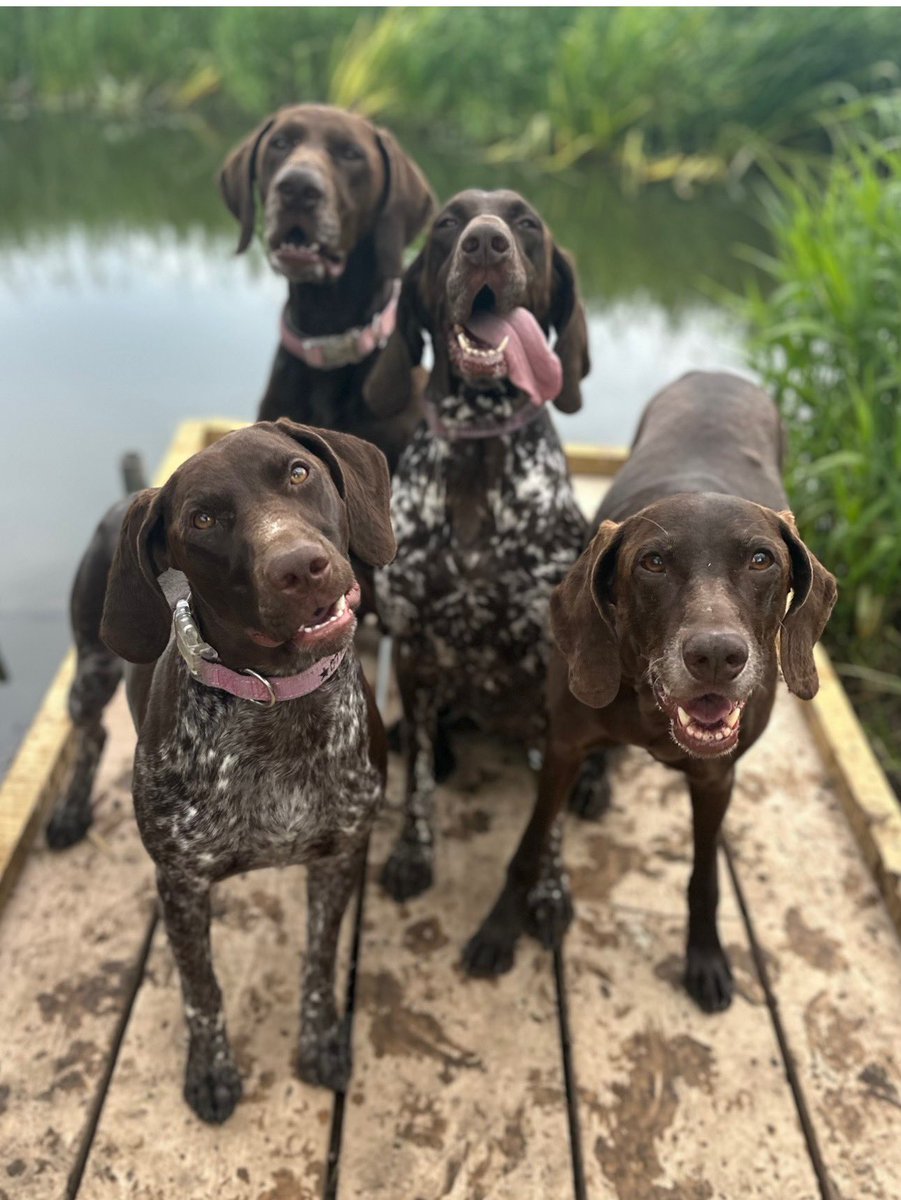 KevP's tweet image. Have a wonderful day everyone from 
Dorothy, Albert, Bella &amp;amp; Nellie

In a world where you can be anything be kind ❤️

#GSPs
@Iromg @tvkev @JuliaHB1