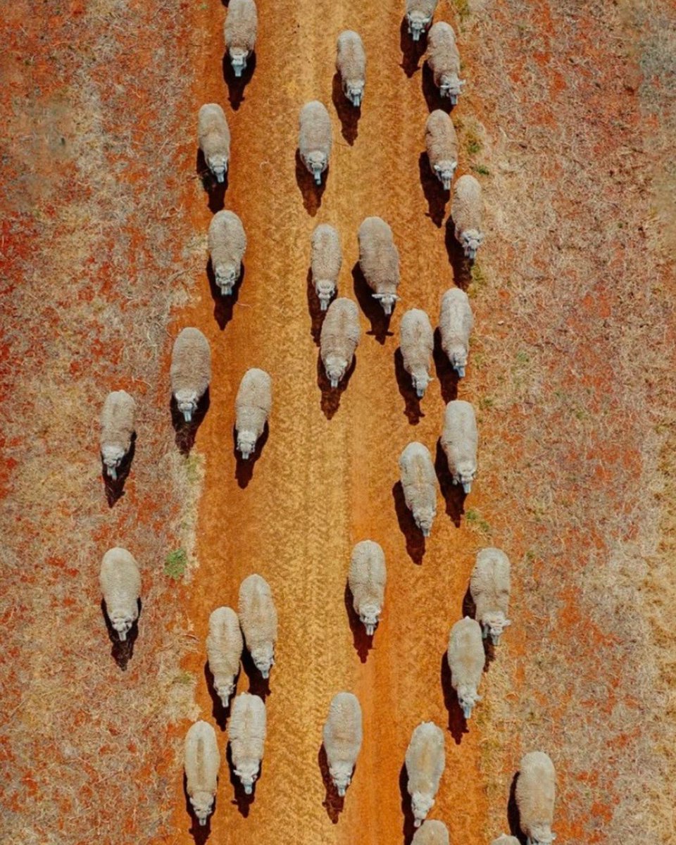 VFF Stock Sense (@vffstocksense) on Twitter photo Want to help drought-affected farmers but not sure where to go?
The VFF Disaster Relief Fund is always open for donations - every single donation counts 🌾🧡
To donate, head to vff.org.au/lend-a-helping…. Want to help drought-affected farmers but not sure where to go?
The VFF Disaster Relief Fund is always open for donations - every single donation counts 🌾🧡
To donate, head to vff.org.au/lend-a-helping….