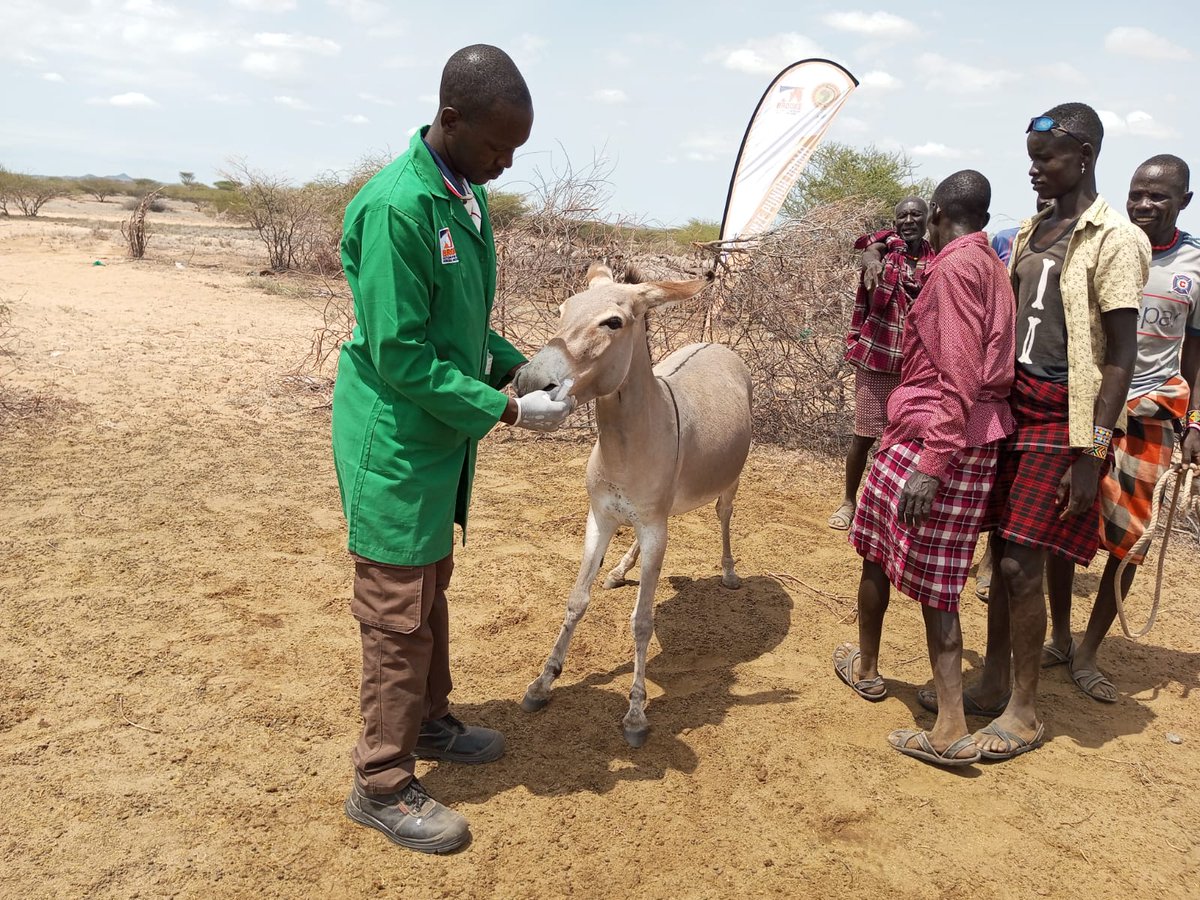 apadlodwar's tweet image. The donkey clinic was attended by Dr. Sang, Dr. Lotum, Dr. Ndeke, and Dr. Shepelo, who provided essential veterinary care to 142 working donkeys in the area. This initiative underscores the ongoing commitment to improving the health, welfare, and working conditions of donkeys.