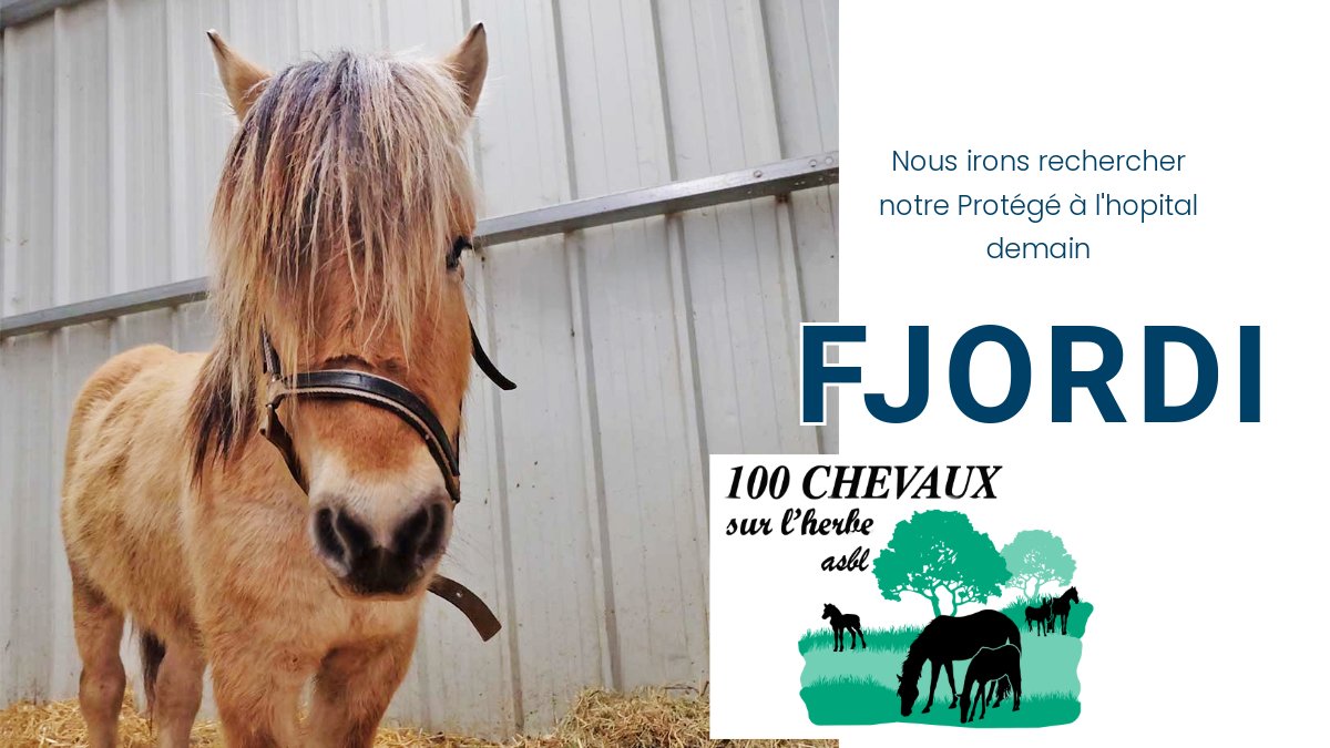 100CHEVAUXSURLH's tweet image. 📷 Excellente nouvelle !
Demain, ns allons rechercher notre protégé FJORDI à la Clinique Universitaire Vétérinaire de Liège. Il y a été opéré aux 4 pieds...et il va beaucoup mieux !
Ns sommes impatients de le retrouver et de vs partager la suite de cette belle histoire demain
