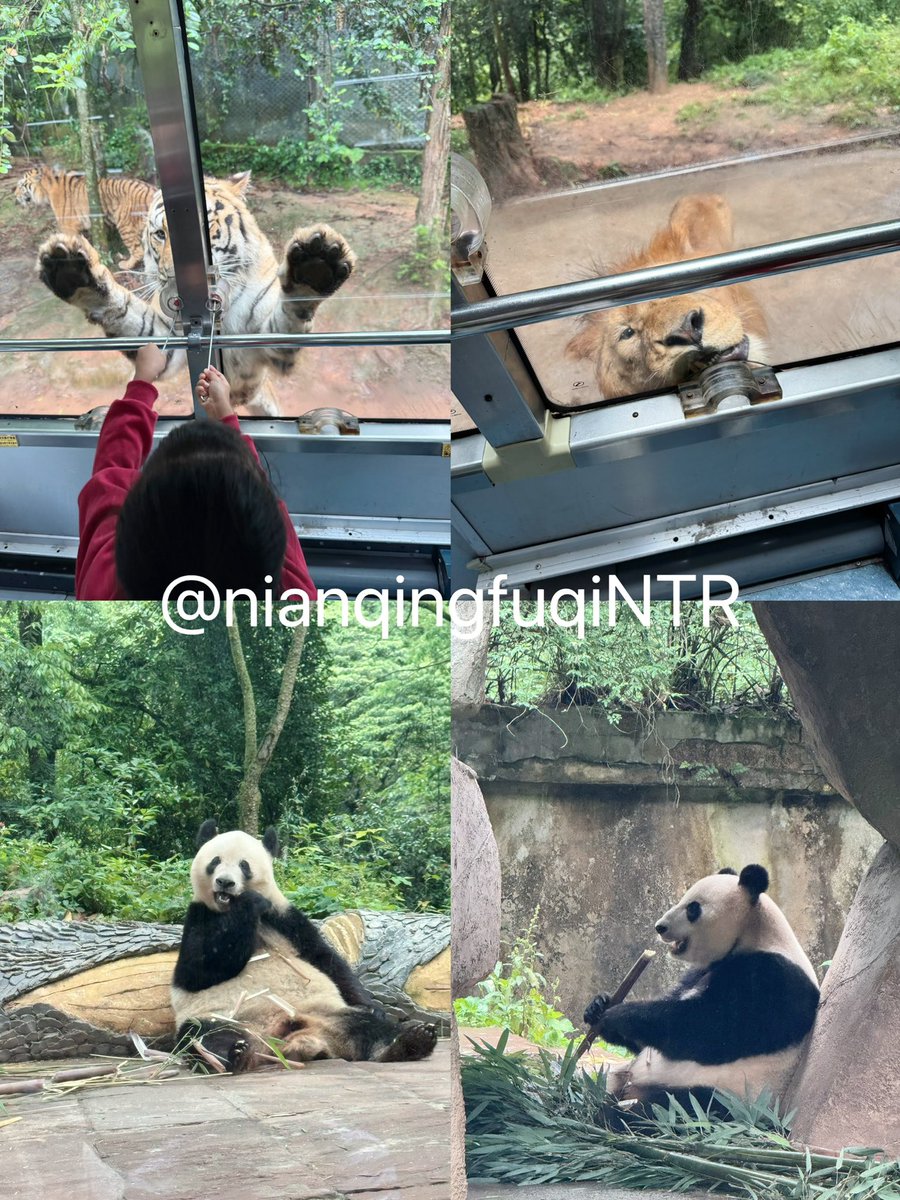 成都夫妻找单 tweet media