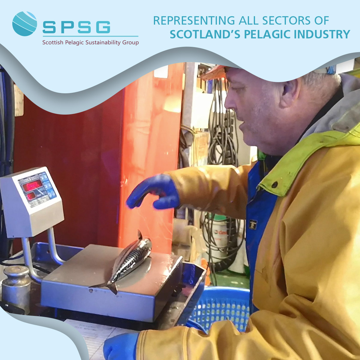 First certified by the MSC in 2008, North Sea herring  is one of the longest running certified fisheries in the UK. Such recognition is testament to the hard work of Scottish herring fishers in putting sustainability at the heart of their operations

spsg.co.uk