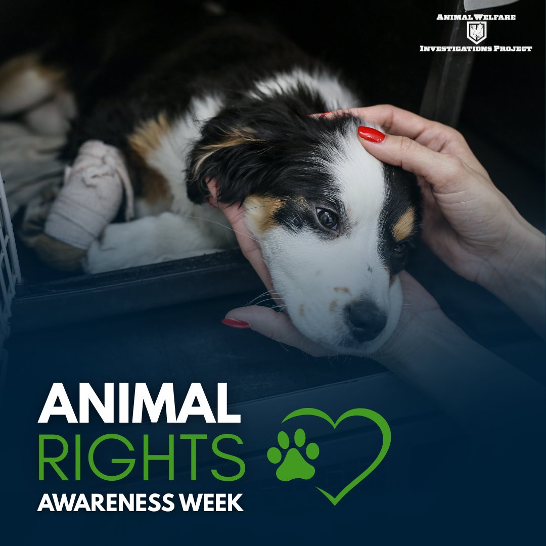 awipngo's tweet image. 16th-22nd June is Animal Rights Awareness Week! 🐾

Together, we can be the voice for those who cannot speak. Animals need us now more than ever.

Join the movement and be the change you wish to see in the world.

#AnimalRights #AnimalWelfareInvestigationsProject #AWIP