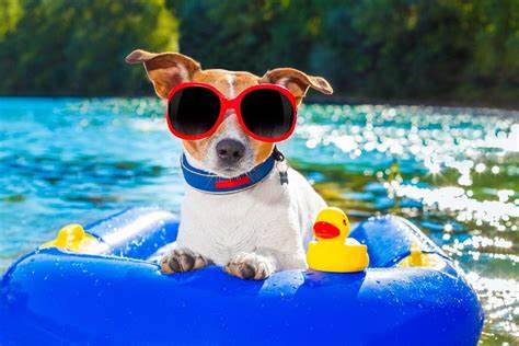 VetMediation's tweet image. Dog care for the summer.........🐶😎
 #DogCare #SummerPets #HealthyPets #PetCareTips
ow.ly/FE4G50W8aBK