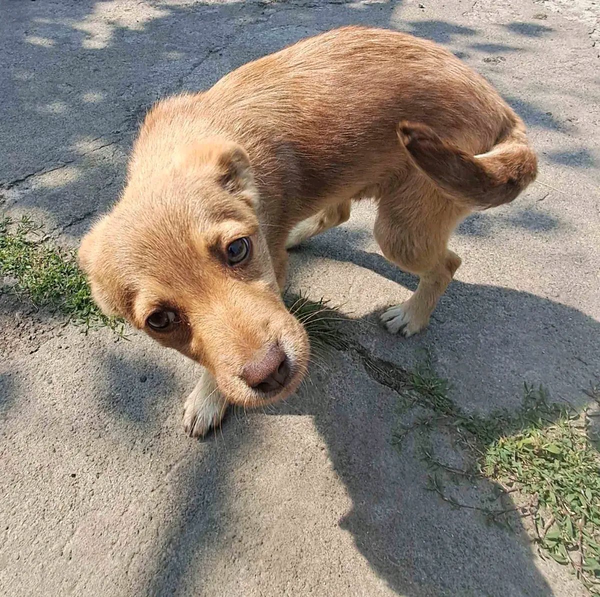 Цю маленьку дитину викинули просто на вулицю…😢
Вона бігає серед людей, заглядає в очі, просить про допомогу — а всі проходять повз… 

 Вона не виживе на вулиці…💔

Подаруйте їй шанс на життя. Будь ласка🙏
 Вакциную, по віку стерилізую безкоштовно.
Привезу 
📞 095 575 2995