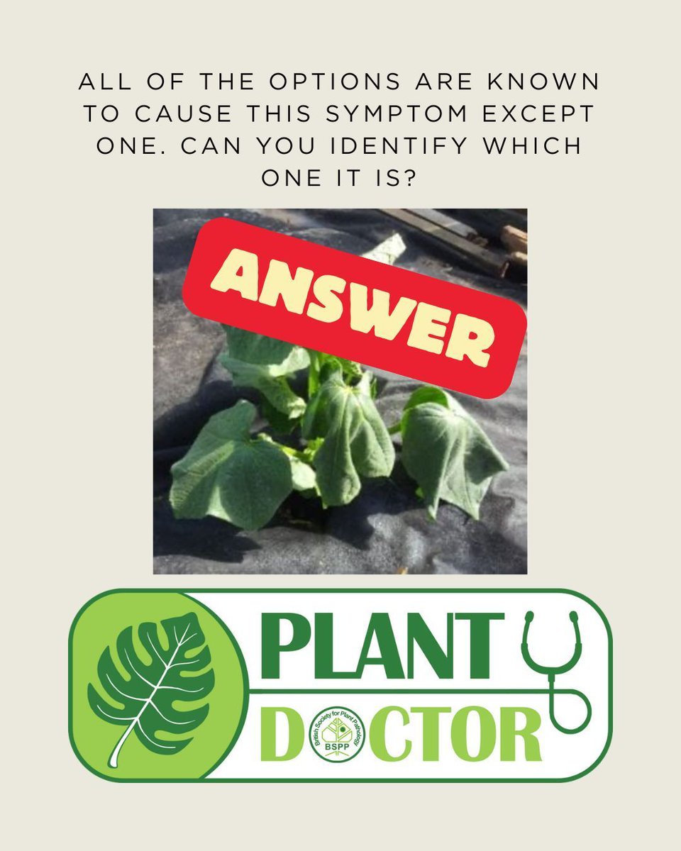 BS_PP's tweet image. Answer: Mites
They cause many symptoms, but never wilting!
Unlike insects, nematodes, and bacteria, mites don’t damage plant vessels.
#plantdoctorquiz 🌱