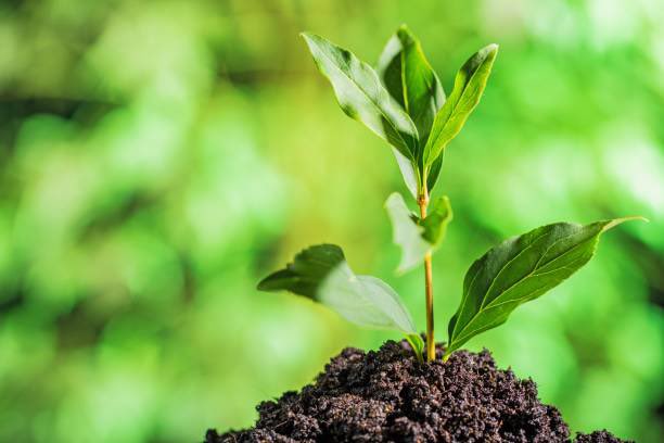 #Ethiopia is ready  for the 2025 planting season, be part of this bold move to combat climate change &amp; ensure food security. Let's leave a legacy by planting seedlings 🌱for a sustainable future #ClimateDiplomacy #PlantingOurPrint #GreenLegacy
🌱🌱🌱 🇪🇹🇪🇹🇪🇹 <a href="/silabatmd/">Silabat Manaye</a>