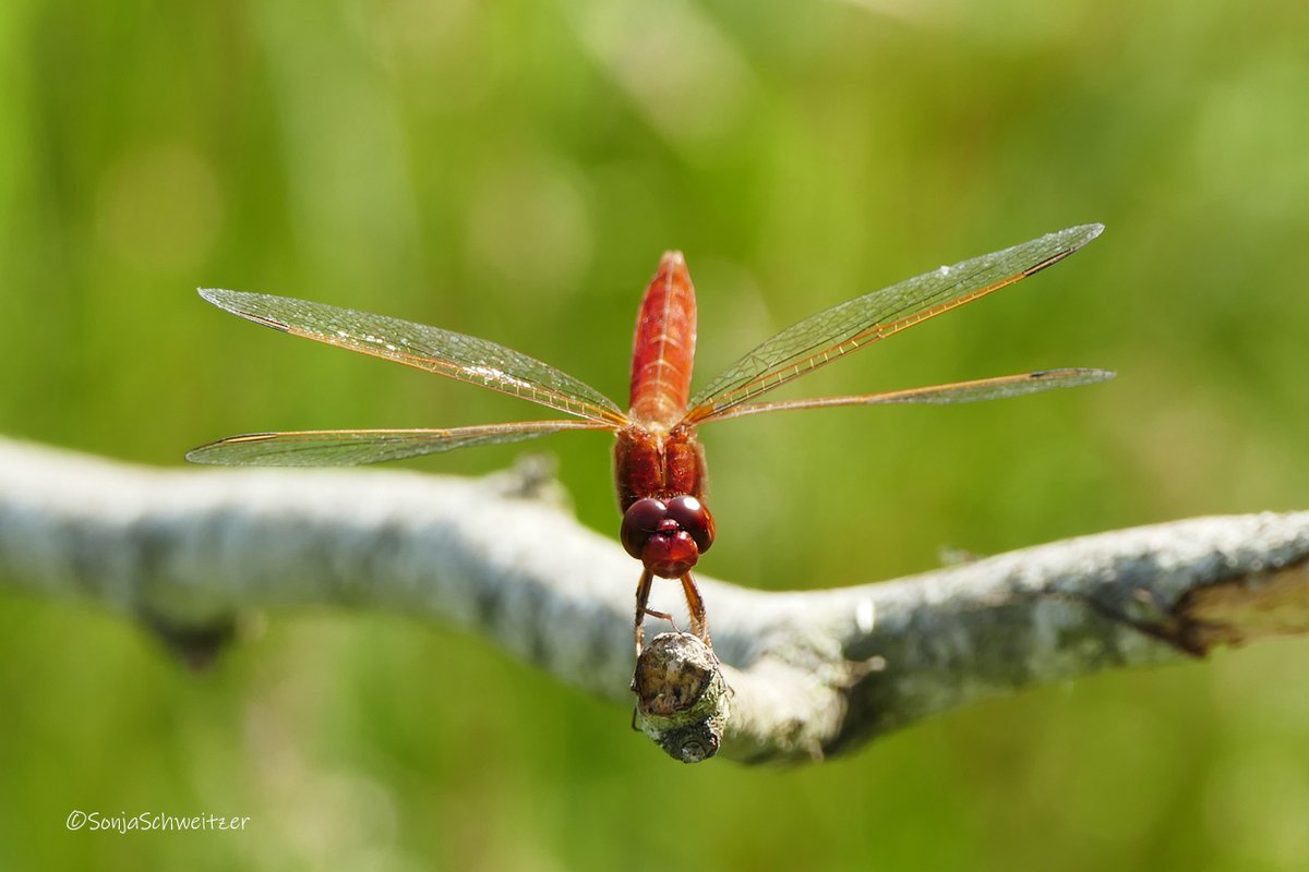 HessenSonja5767's tweet photo. Libellen................ #Plattbauch #Scharlachlibelle #Spitzfleck #AzurblaueLibelle #Libellen #Tiere #Natur #Libelle #Odonata #Insekten https://t.co/Xdj5zDUw2Z