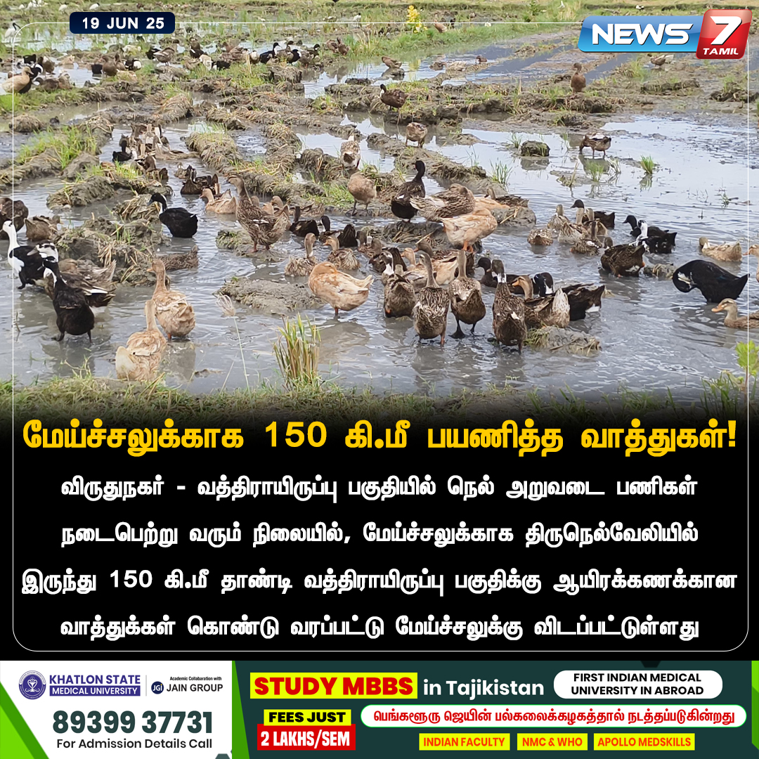 news7tamil's tweet photo. மேய்ச்சலுக்காக 150 கி.மீ பயணித்த வாத்துகள்!
#Virudhunagar | #Watrap | #vathirairuppu | #Tirunelveli | #Duck | #Farmers | #Tamilnadu https://t.co/XKhR8EBXph
