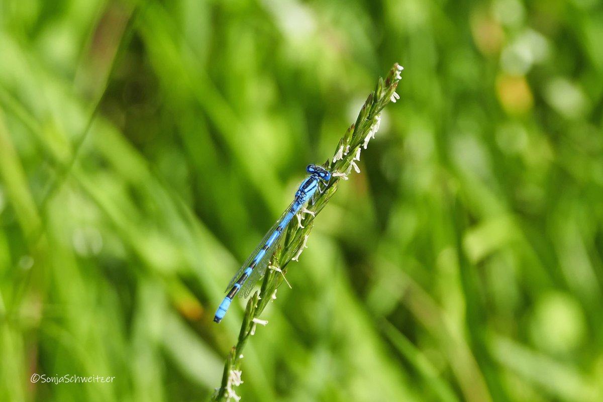 HessenSonja5767's tweet photo. Libellen................ #Plattbauch #Scharlachlibelle #Spitzfleck #AzurblaueLibelle #Libellen #Tiere #Natur #Libelle #Odonata #Insekten https://t.co/Xdj5zDUw2Z