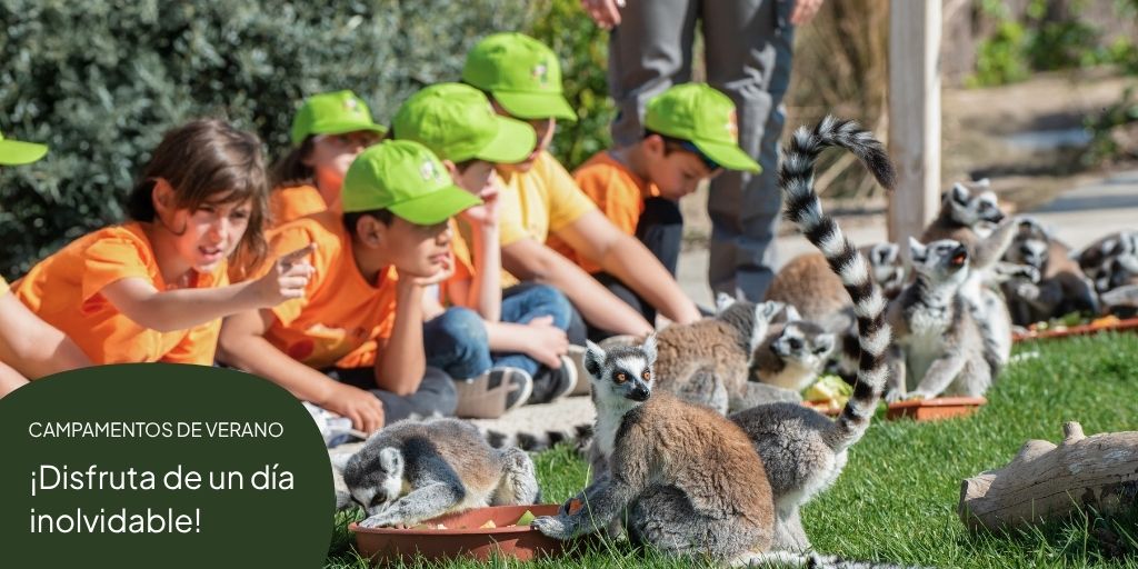 Sendaviva (@sendaviva) on Twitter photo ¡Llegan los Campamentos de 1 día a #Sendaviva! ☀️🎢
Elige los días que prefieras y repite tantas veces como quieras.
🕘 9.30 - 18.00 h
🍽️ Comida y merienda incluidas
💸 49 €/día
🚌 Transporte desde Tudela incluido (sujeto a disponibilidad)
📩 Reservas: info@sendaviva.com ¡Llegan los Campamentos de 1 día a #Sendaviva! ☀️🎢
Elige los días que prefieras y repite tantas veces como quieras.
🕘 9.30 - 18.00 h
🍽️ Comida y merienda incluidas
💸 49 €/día
🚌 Transporte desde Tudela incluido (sujeto a disponibilidad)
📩 Reservas: info@sendaviva.com