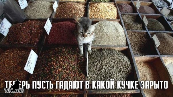 Котэ (@twi_cats) on Twitter photo 