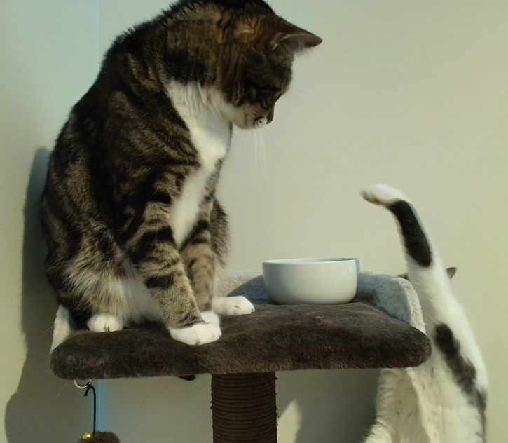 I can't wait for the new and improved cat cam for tomorrow's stream... 
ft Milo &amp; Patchy