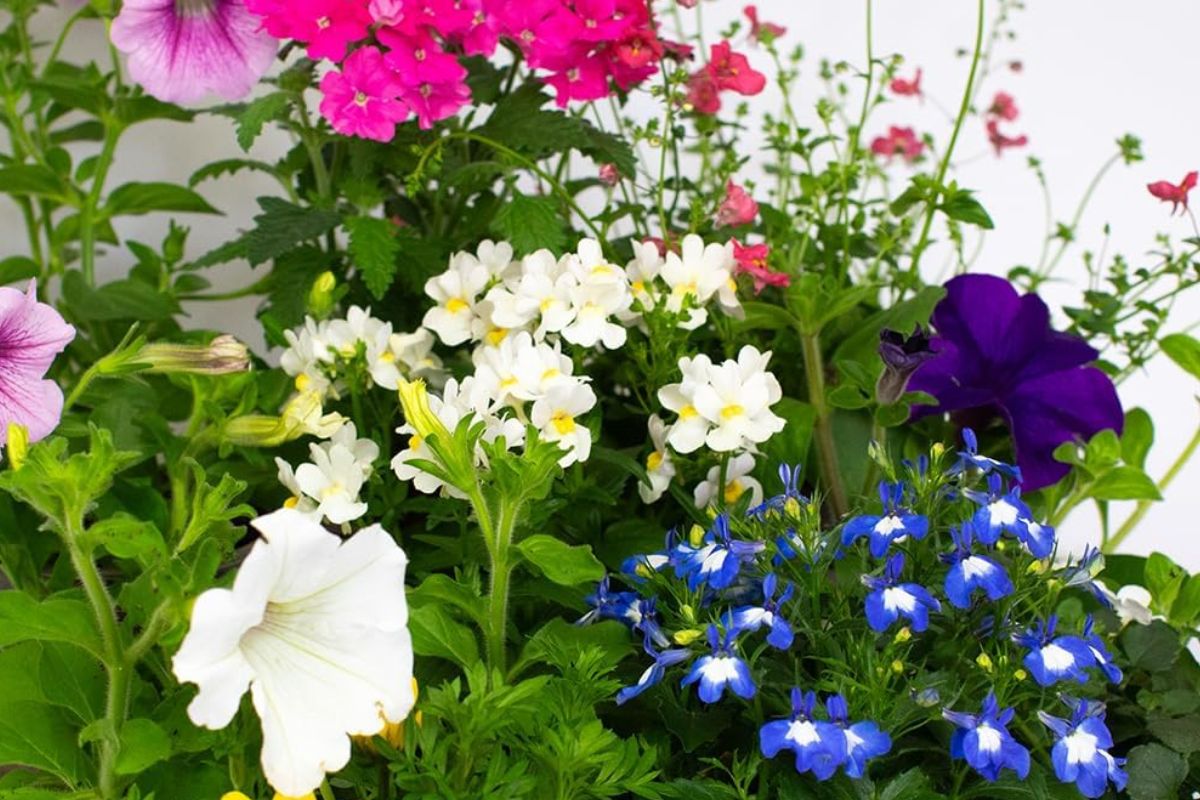 'Beautiful and incredibly fast-growing' set of 9 flowers is Amazon best-seller
#affiliates
mirror.co.uk/lifestyle/gard…