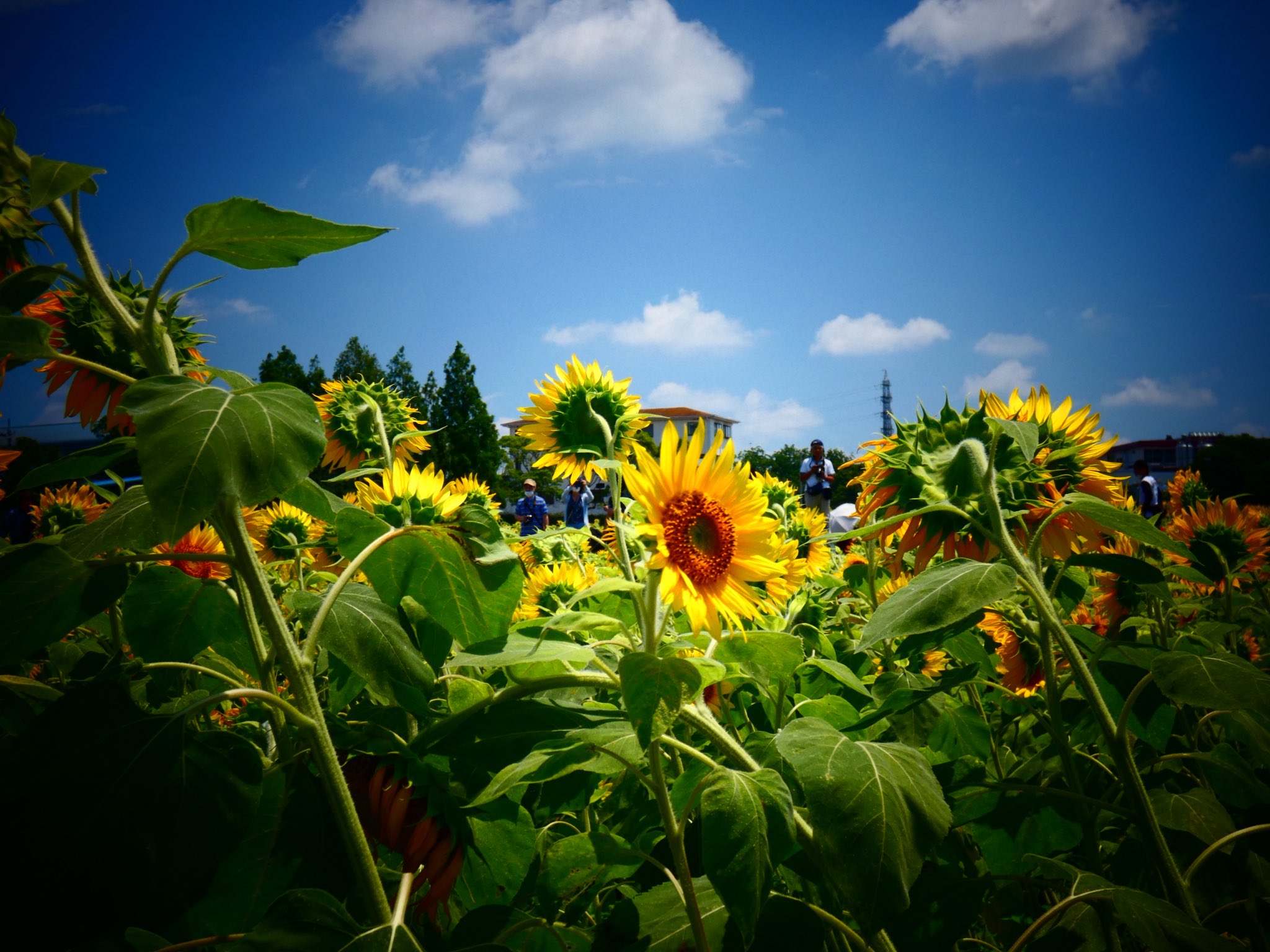 2021年8月（ひまわり畑と夏の空）