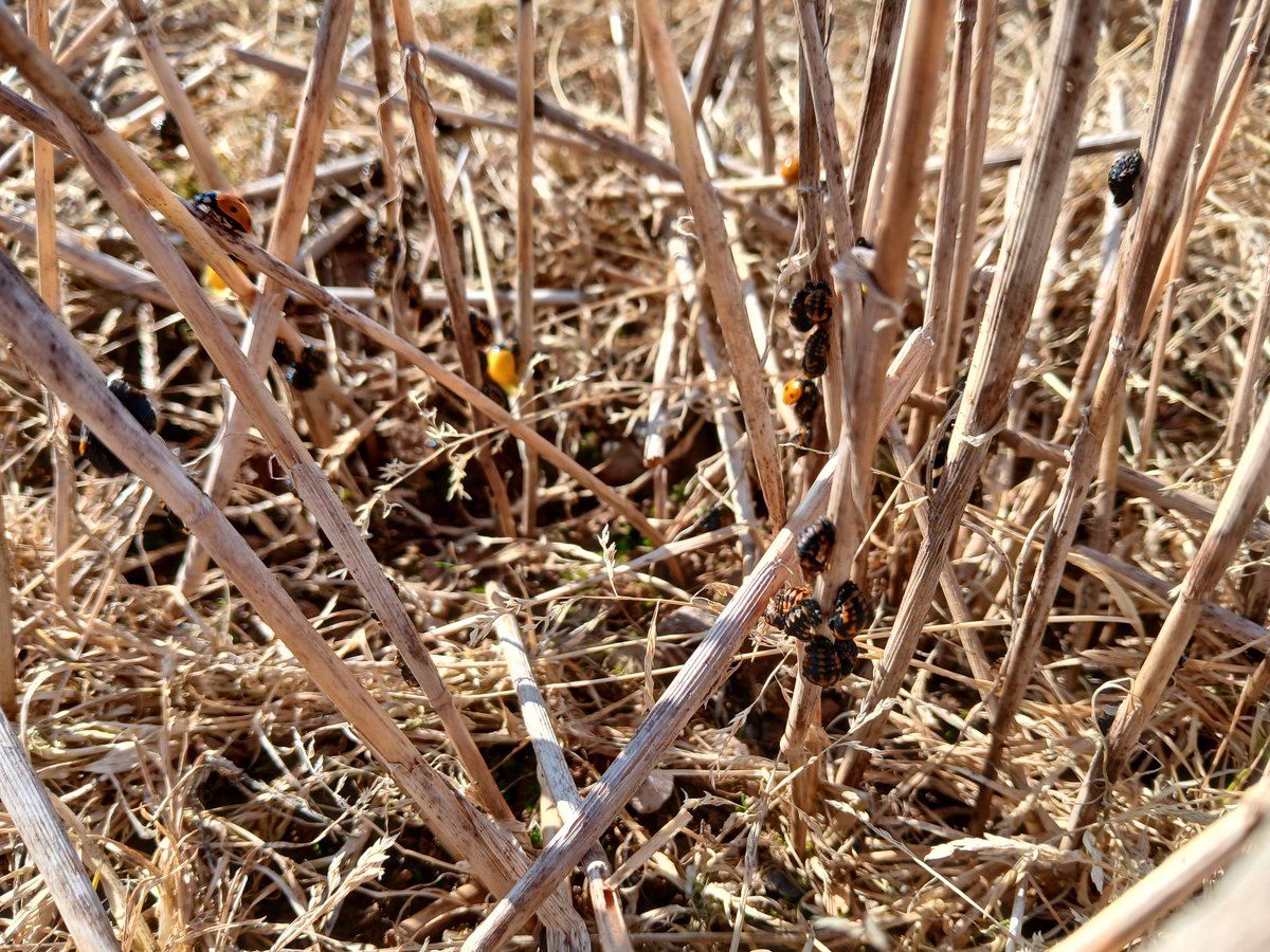 Early morning soil sampling a setaside field.
The field is covered in #ladybirds and #larvae 👍

🐞🐞🐞

#beneficialpredators #farming #nature #environment
