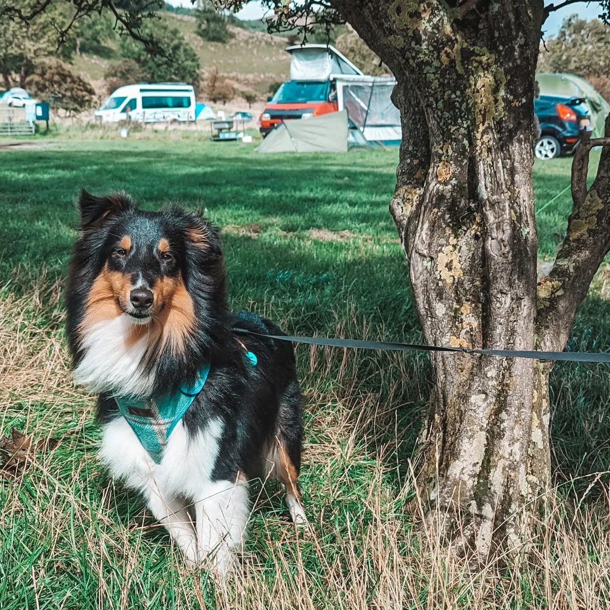 gilleean's tweet photo. @monstroso @NathenAmin My son's dog Jasper. https://t.co/wQvtuHcB06