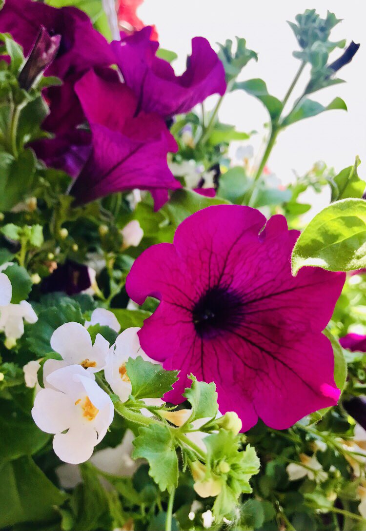 Thankful Thursday dear friends 💜🌿

📸 19.6.25 me