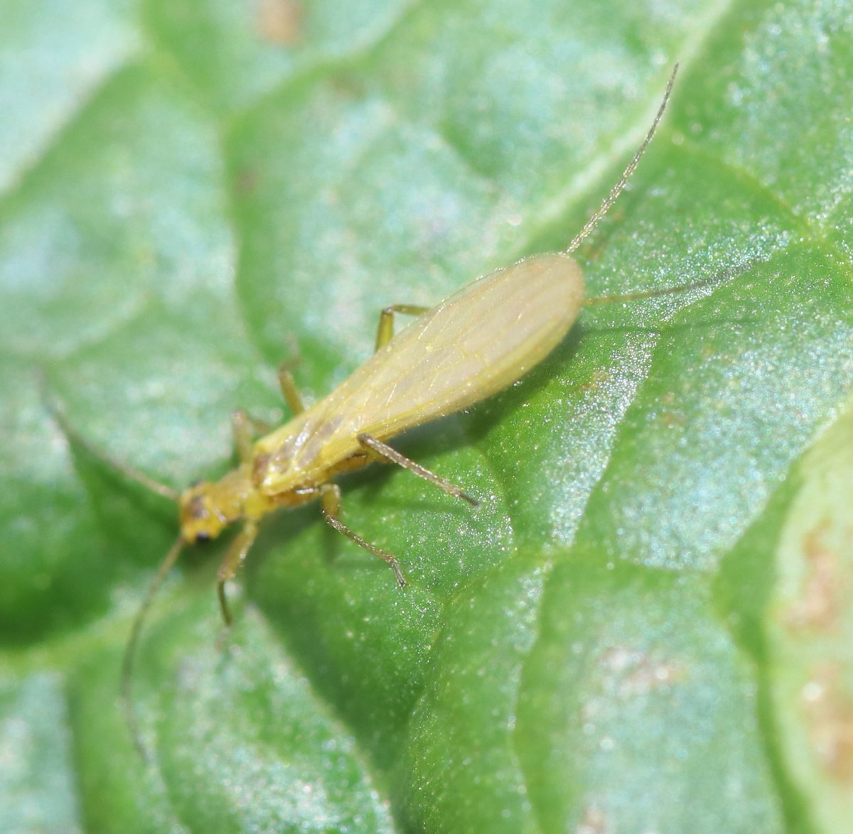 BSCG Scotland tweet media