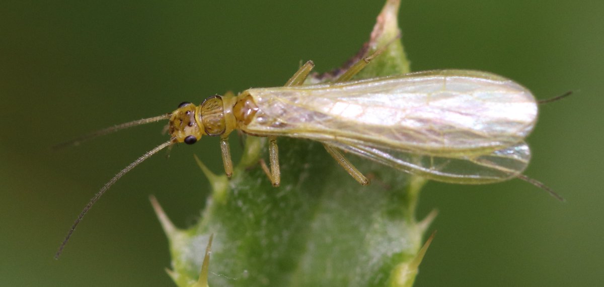 BSCG Scotland tweet media