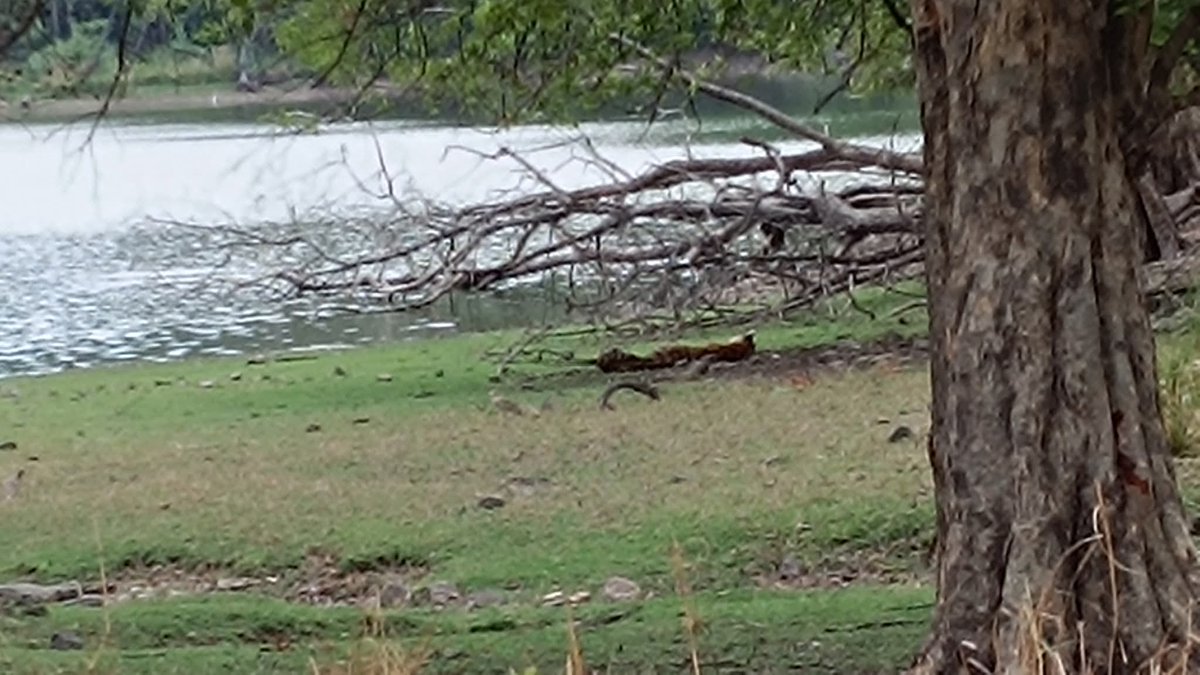 Mansingh Marmat (Voice Of Youth) (@msmarmat) on Twitter photo #ranthambhore #wildlife #Tigres рд╕рд╡рд╛рдИрдорд╛рдзреЛрдкреБрд░ рд░рдгрдердВрднреМрд░ рд╕реЗ рдмреБрд░реА рдЦрдмрд░, рд░рдгрдердВрднреМрд░ рдореЗрдВ рдмрд╛рдШрд┐рди рдПрд░реЛрд╣реЗрдб рдХреА рдореМрдд, рдЬреЛрдЧреА рдорд╣рд▓ рдХреЗ рдкрд╛рд╕ рдорд┐рд▓рд╛ рдмрд╛рдШрд┐рди рдХрд╛ рд╢рд╡, рдЖрдЬ рдЖрдЦрд┐рд░реА рд╢рд╛рд╡рдХ рдХреА рд╡рд┐рджрд╛рдИ рдХреЗ рдмрд╛рдж рдореМрдд, рдЬрд╝рдм рдмрдЪреНрдЪреЗ рд╣реА рдирд╣реАрдВ рд░рд╣реЗ рдкрд╛рд╕ рддреЛ рдорд╛рдБ рдХреИрд╕реЗ рд░рд╣реЗ рд░рдгрдердВрднреМрд░ рдореЗрдВ.?? #ranthambhore #wildlife #Tigres рд╕рд╡рд╛рдИрдорд╛рдзреЛрдкреБрд░ рд░рдгрдердВрднреМрд░ рд╕реЗ рдмреБрд░реА рдЦрдмрд░, рд░рдгрдердВрднреМрд░ рдореЗрдВ рдмрд╛рдШрд┐рди рдПрд░реЛрд╣реЗрдб рдХреА рдореМрдд, рдЬреЛрдЧреА рдорд╣рд▓ рдХреЗ рдкрд╛рд╕ рдорд┐рд▓рд╛ рдмрд╛рдШрд┐рди рдХрд╛ рд╢рд╡, рдЖрдЬ рдЖрдЦрд┐рд░реА рд╢рд╛рд╡рдХ рдХреА рд╡рд┐рджрд╛рдИ рдХреЗ рдмрд╛рдж рдореМрдд, рдЬрд╝рдм рдмрдЪреНрдЪреЗ рд╣реА рдирд╣реАрдВ рд░рд╣реЗ рдкрд╛рд╕ рддреЛ рдорд╛рдБ рдХреИрд╕реЗ рд░рд╣реЗ рд░рдгрдердВрднреМрд░ рдореЗрдВ.??