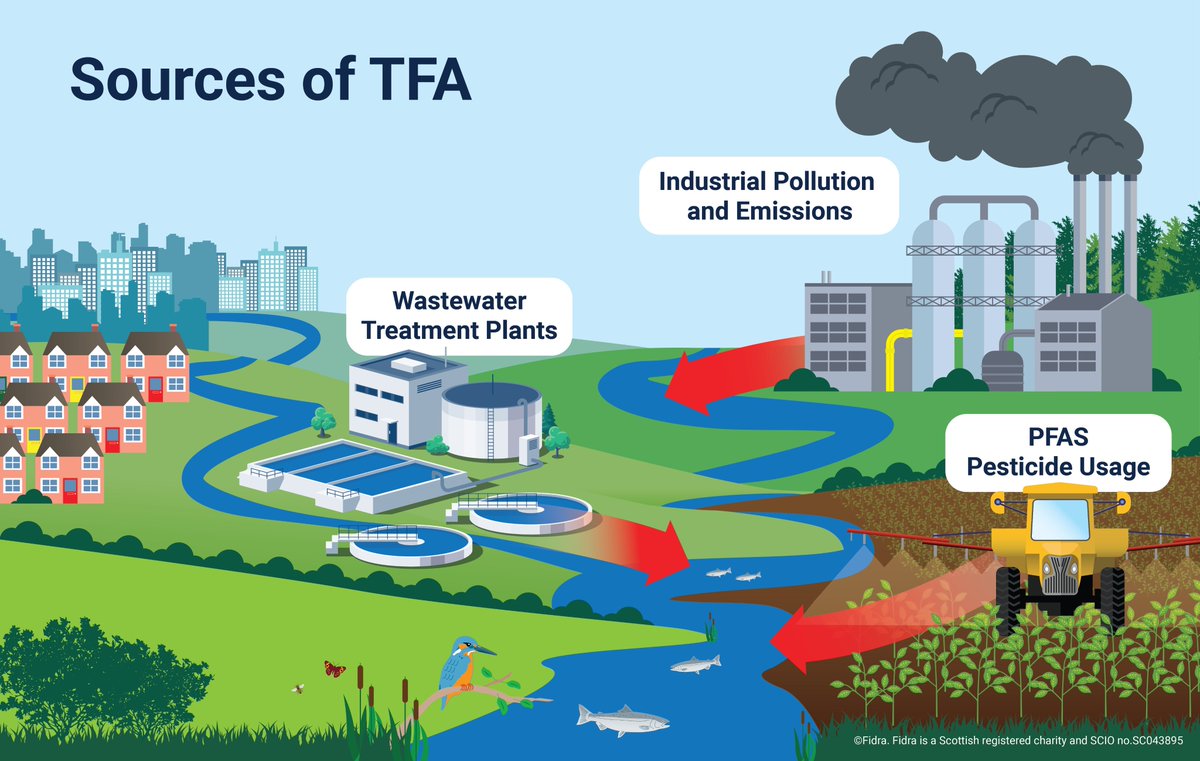 💥 💥TFA is a #foreverchemical formed when larger #PFAS breakdown, and it's everywhere. Building up in our environment. Fast.

One major source? PFAS pesticides. 🚜

➡️ Our new study found TFA in 31 of 32 UK rivers tested.

 🔗 Report: fidra.org.uk/download/conce…