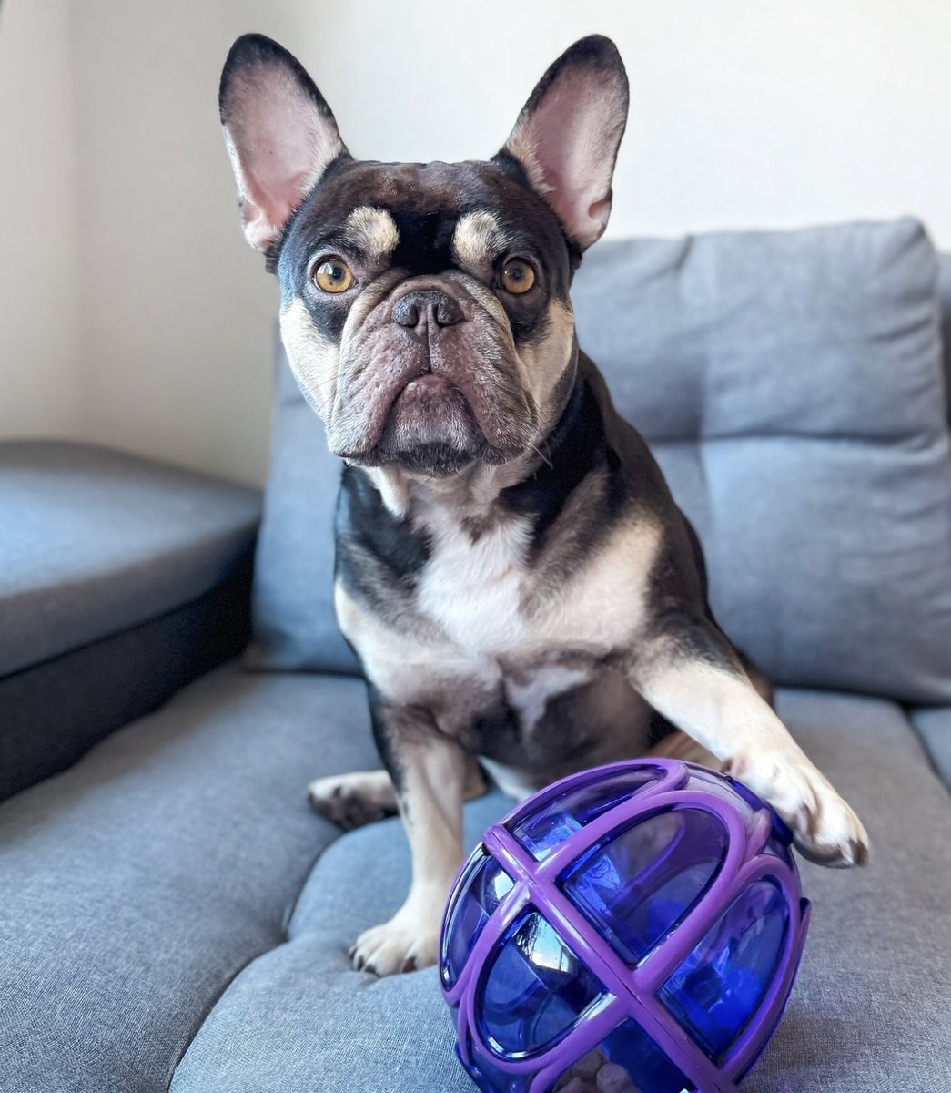 PetSafeFR's tweet photo. Canapé et friandises, le combo parfait ! 😁 🐾
📸 sunny french
➡️ https://t.co/uIAxXptbwU #PetSafe #PetSafejouet #JouetChien #PetsLovers https://t.co/fmX0FfR58k