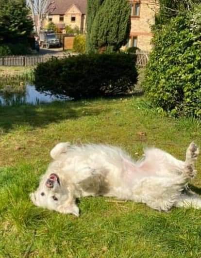 Missing Pets GB tweet media