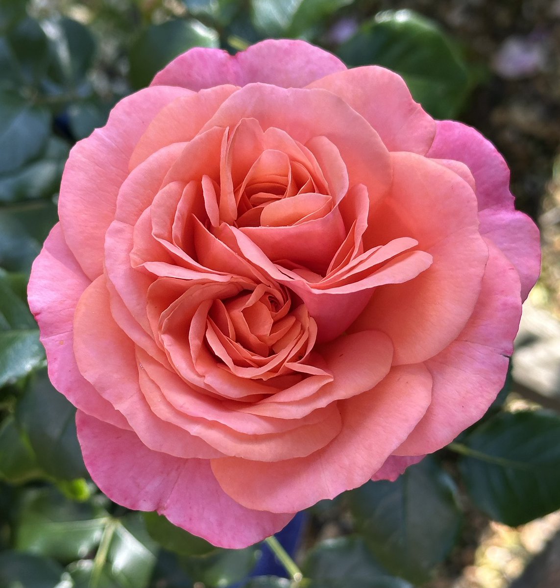 🌹rosesuk (@rosesukroses) on Twitter photo The sunset hues of ‘Coral Gardens’, Rose of the Year 2026.
Soft fruity scent, repeat flowers, healthy foliage.
Upright growth to 80 cms.
Bare root & newly potted plants available this autumn.
Looks like another hot day for most of us, take care!
#roses #GardeningX
<a href="/kgimson/">k gimson 🌻🐝</a> The sunset hues of ‘Coral Gardens’, Rose of the Year 2026.
Soft fruity scent, repeat flowers, healthy foliage.
Upright growth to 80 cms.
Bare root & newly potted plants available this autumn.
Looks like another hot day for most of us, take care!
#roses #GardeningX
<a href="/kgimson/">k gimson 🌻🐝</a>
