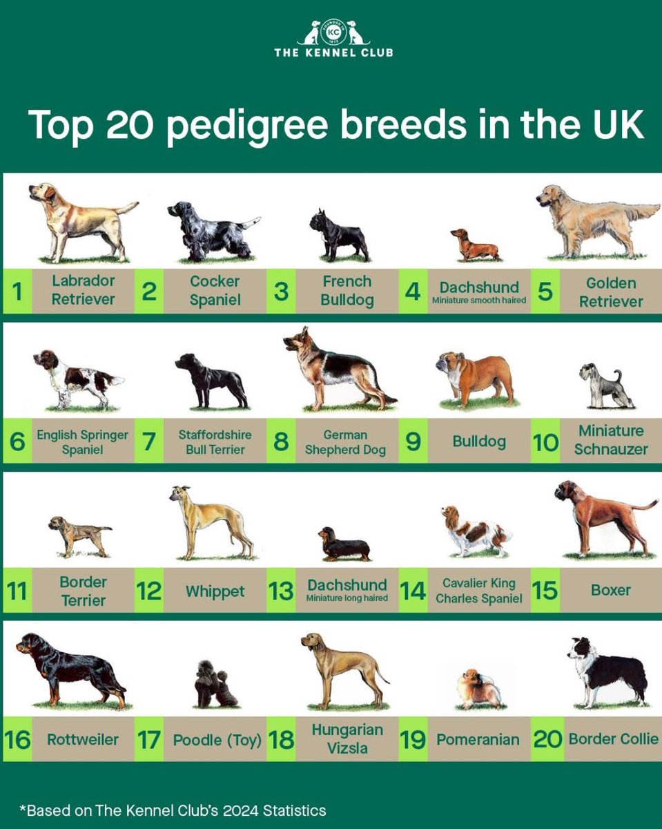 Hey #btposse pals, we’ve dropped out of the top 10! I’d argue dachshund types should count at one though 😜 <a href="/TheKennelClubUK/">The Kennel Club</a>