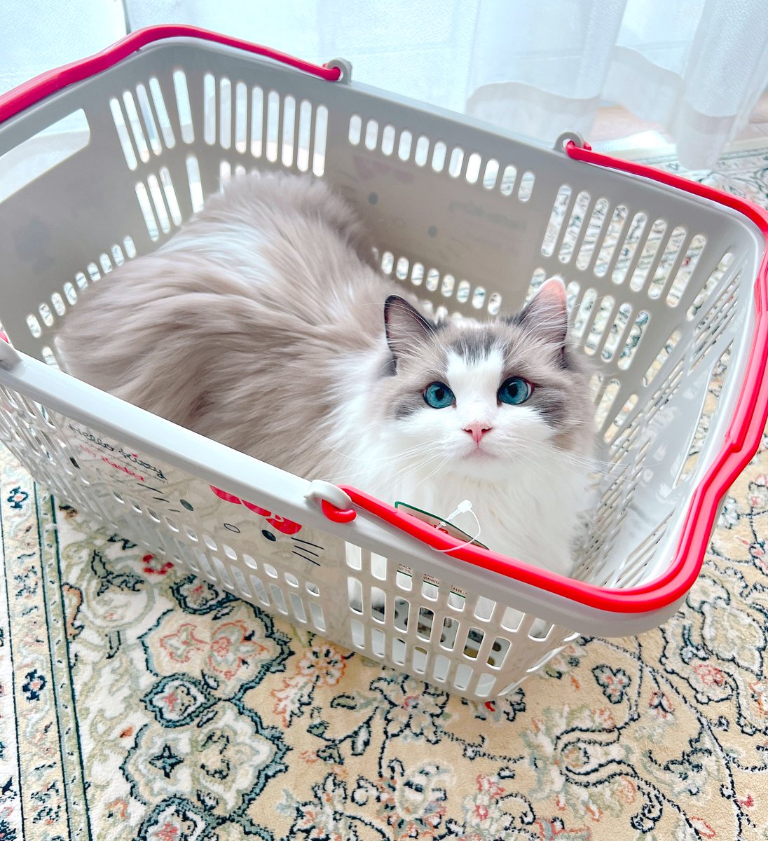 megmamadesu's tweet image. 皆さまお久しぶりです🐱
キティちゃんのカゴが届いた瞬間やられました💕
#ラグドール   #猫　#ragdoll    #cat