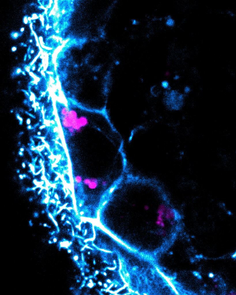 idibell_cat's tweet photo. Descobreixen que els embrions poden eliminar infeccions bacterianes🦠abans de formar el sistema immune

Investigadors IDIBELL-@IBMB_CSIC  aconsegueixen visualitzar els embrions en acció. "Aquest sistema podria representar l'origen de la immunitat"

👉🏻https://t.co/0s6FKvy1a0 https://t.co/Yh0Yiayahx