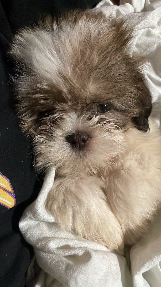 thvkell's tweet image. Bom dia pro baby Theo que não que acordar e tá com muita preguicinha