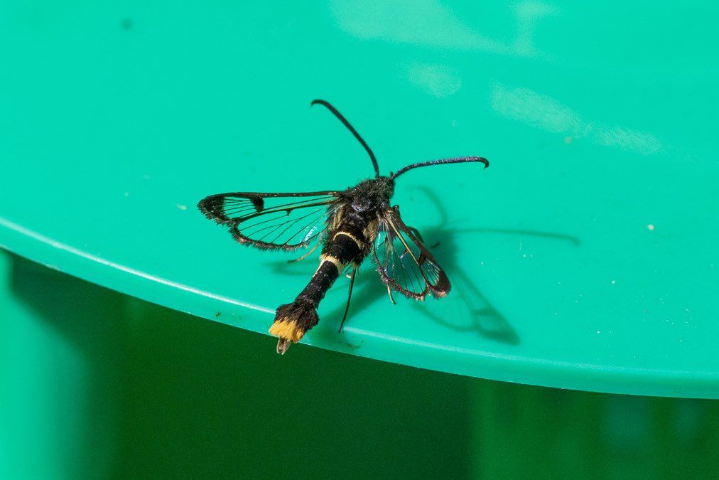 Keith Warmington (@keithwarmie) on Twitter photo Fourteen Orange-tailed Clearwings to pheromone trap in our Baddesley Ensor garden yesterday morning. So far it is still the only Clearwing species that we have been able to attract. <a href="/BCWarwickshire/">BC Warwickshire</a> Fourteen Orange-tailed Clearwings to pheromone trap in our Baddesley Ensor garden yesterday morning. So far it is still the only Clearwing species that we have been able to attract. <a href="/BCWarwickshire/">BC Warwickshire</a>
