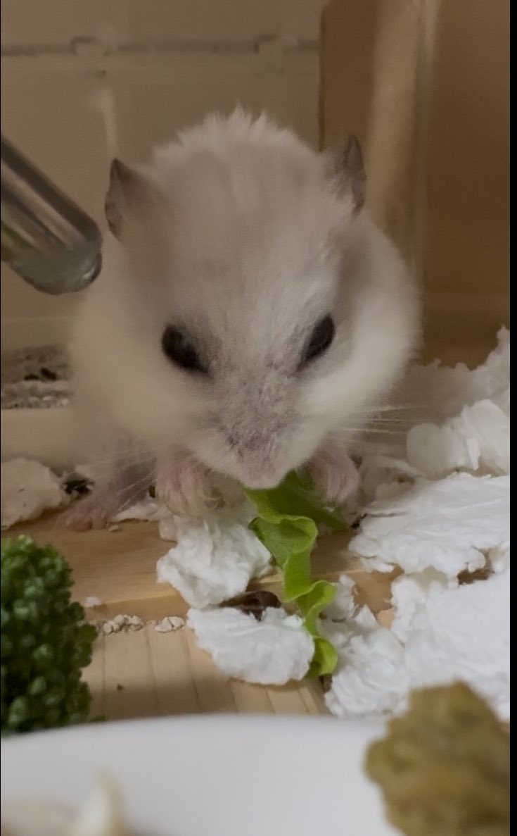 NENEand3hams's tweet image. Momi🐹💝

寝ている時間⏰が増えてます
ブロッコリー🥦少し齧ってあとはレタス🥬を食べてまた寝てしまいました💤

脇の腫瘍らしき出来物は色は薄いピンクで大きさもさほど変化なく落ち着いています

腫瘍くんを子分にしたんだね、モミちゃん🐹🍀

#Momi  #モミ