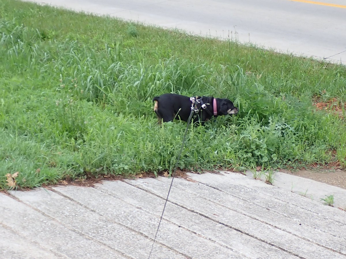 Rosie Park Adventures
1.  Our friend Hansel who we see very regularly.
2.  Our new friend Fiona who REALLY doesn't like having her butt sniffed.
3.  Ears
4.  Investigating