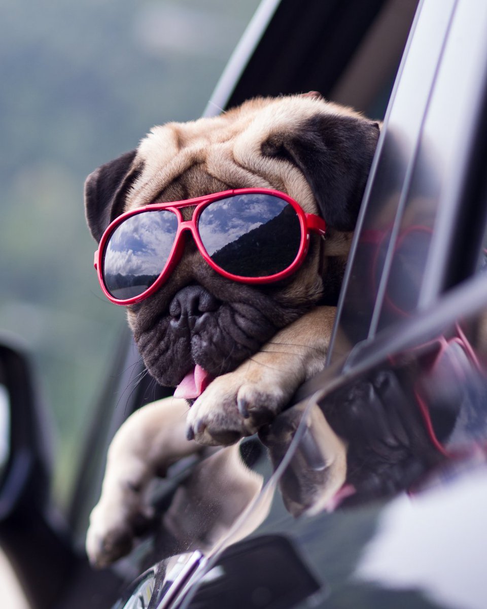 DumfriesMot's tweet image. Don’t let your dog hang out the window. 🚫 Read more in our travel safe with your dog in the car blog &amp;gt; tinyurl.com/3hd4rbvs #dumfriesmotcentre #dogblog #travelsafewithpets #dogsincars #mot #carrepairs #doglover #dogcare #doglove