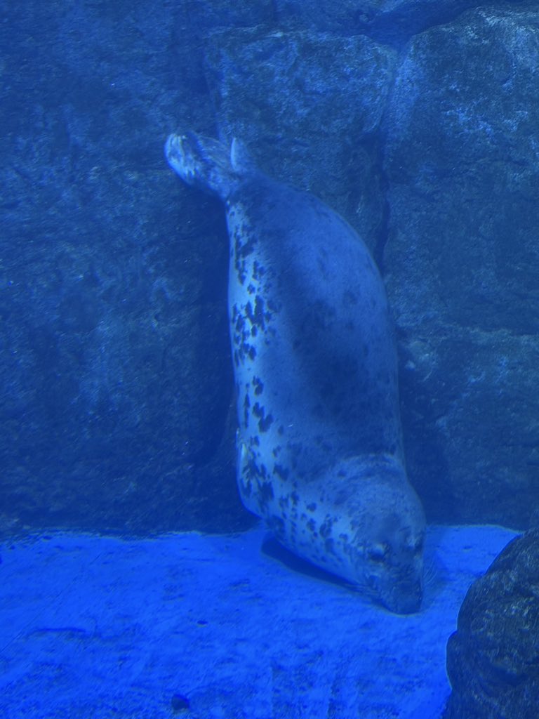 今日は
久しぶりに
水族館に行ってきて
癒されてきた🦭