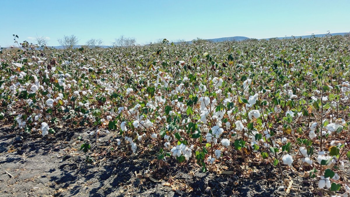 Cottco proudly participated at the Cotton Research Institute Field Day in Chitekete today engaging, learning, and growing with our farmers.
#TransformingCommunities